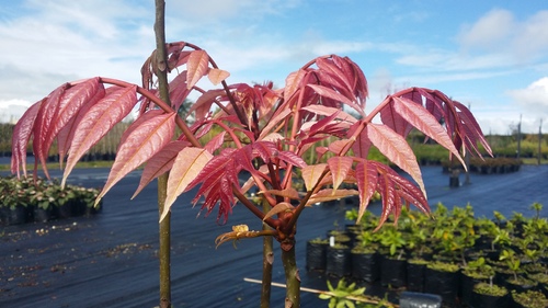 CEDRELLA SINENSIS FLAMINGO