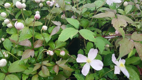 CLEMATIS ELIZABETH