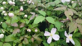 CLEMATIS ELIZABETH