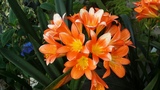 CLIVIA MINIATA