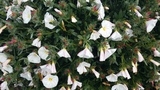 CONVOLVULUS CNEORUM