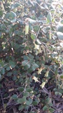 CORREA LIMELIGHT