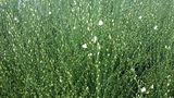 CYTISUS ALBUS