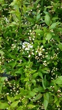 DEUTZIA NIKKO