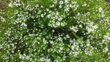 DIOSMA ERICOIDES