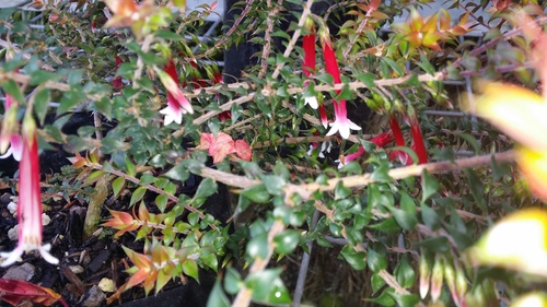EPACRIS LONGIFLORA