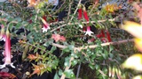 EPACRIS LONGIFLORA