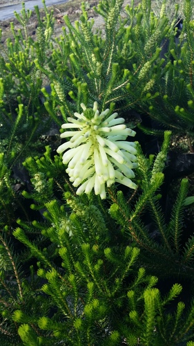 ERICA SESSIFLORA ICE GREEN