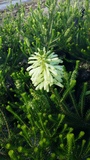 ERICA SESSIFLORA ICE GREEN