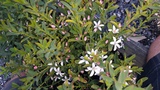 ERIOSTEMON BOURNDA BEAUTY