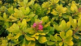 ESCALLONIA GOLD BRYAN