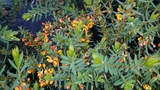 EUTAXIA OBOVATA
