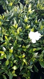GARDENIA RADICANS