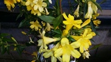 GELSEMIUM SEMPERVIRENS