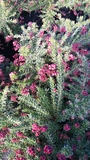 GREVILLEA DRUMMER BOY