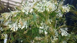 GREVILLEA GLABRATA