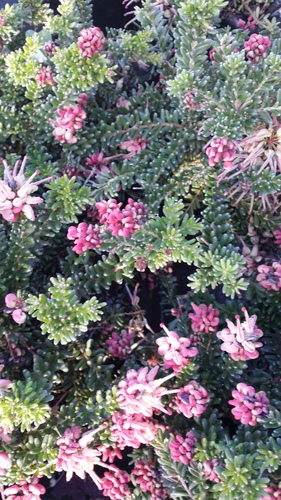 GREVILLEA MT TAMBORITHA