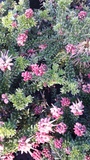 GREVILLEA MT TAMBORITHA