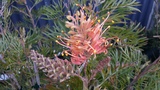 GREVILLEA NED KELLY