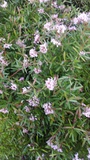 GREVILLEA PINK MIDGET