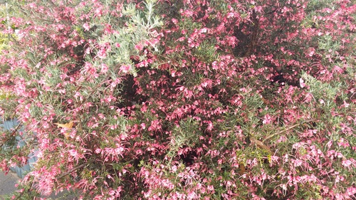 GREVILLEA RED CLOUD