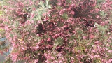 GREVILLEA RED CLOUD