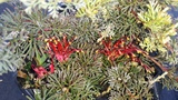GREVILLEA THELEMANNIANA