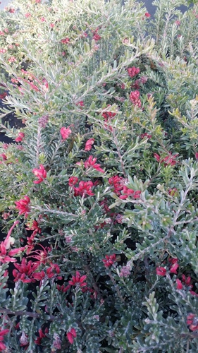 GREVILLEA WINTER GLOW