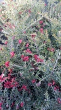 GREVILLEA WINTER GLOW