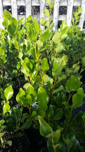 GRISELINIA  LITTORALIS