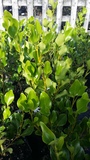GRISELINIA  LITTORALIS
