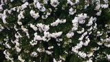 HEBE DIOSMAFOLIA MINOR