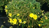 HIBBERTIA SERPYLLIFOLIA