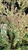 HYPOCALYMMA CORD.  GOLDEN VEIL