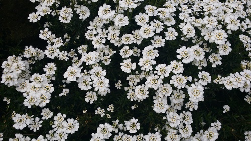 IBERIS SEMPERFLORENS