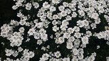 IBERIS SEMPERFLORENS