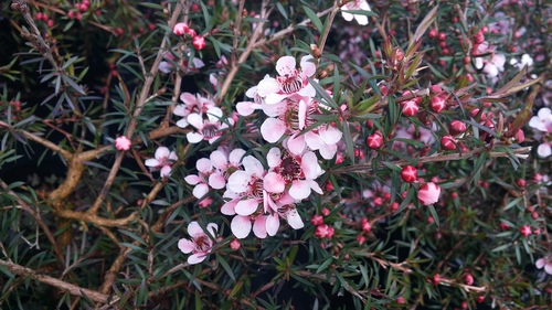 LEPTOSPERMUM PINK BEAUTY