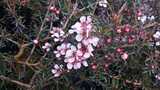 LEPTOSPERMUM PINK BEAUTY