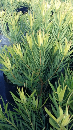 LEUCADENDRON EARLY YELLOW