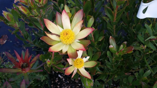 LEUCADENDRON HARVEST