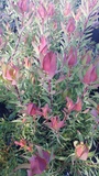 LEUCADENDRON MRS STANLEY