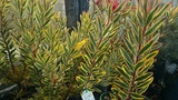 LEUCADENDRON SAFARI VARIGATA