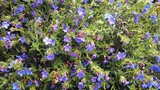 LITHOSPERMUM DIFFUSUM