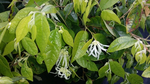 LOROPETALUM CHINENSE