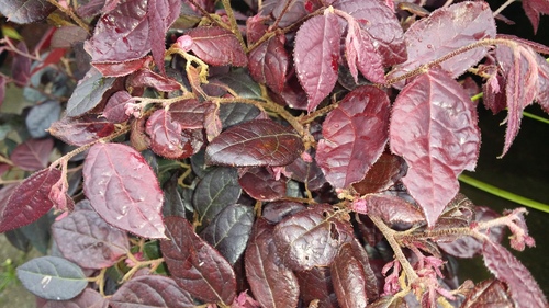 LOROPETALUM PLUM DELIGHT