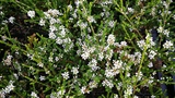 MICROMYRTUS CILATA