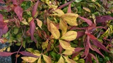NANDINA DOMESTICA PYGMAEA
