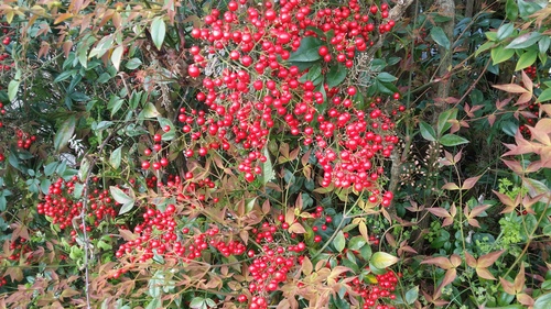 NANDINA DOMESTICA RICHMOND