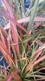 PHORMIUM JESTER