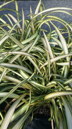 PHORMIUM YELLOW WAVE